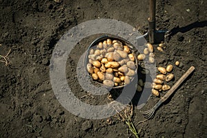 Freshly dug potatoes with a shovel on a farm. Organic potatoes concept.