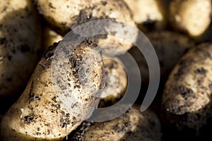 Freshly dug potatoes with soil