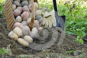 Freshly dug potatoes vary in size and collor