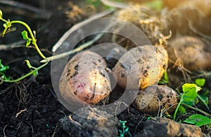 Freshly dug raw potatoes on the soil of a farm field. Harvesting, harvest. Harvesting potato. Fresh root organic vegetables