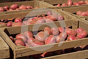 Freshly Dug Red Potatoes