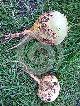 Freshly dug turnips on the green grass.