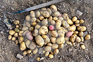 Freshly dug up heap of red and yellow potatoes lying on soil next to hoe from above.