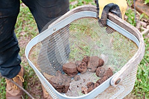 Freshly dug up truffles in a basket