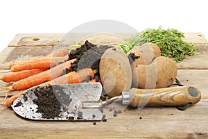 Freshly dug vegetables photo
