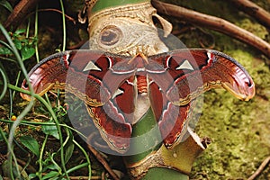 Freshly Eclosed Atlas Moth