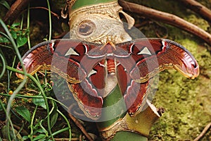 Freshly Eclosed Atlas Moth photo