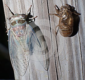 Freshly emerged cicada Magicicada spp. in florida