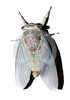 Freshly emerged cicada Magicicada spp. in florida showing 3 red simple eyes, two compound eyes, light blue, pink and green