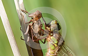 A freshly emerged immature Hairy Dragonfly Brachytron pratense perching on a reed with its exuvium.