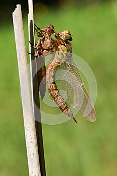 A freshly emerged immature Hairy Dragonfly Brachytron pratense perching on a reed with its exuvium.