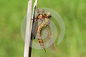 A freshly emerged immature Hairy Dragonfly, Brachytron pratense, perching on a reed with its exuvium.