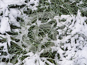 Freshly fallen pure white snow lies on the elongated narrow grass.