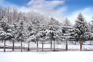 Freshly Fallen Snow Covering Branches of Row of Pine Trees