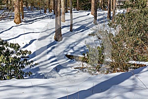 Freshly fallen snow on the floor of the forest in Glen Cannon, Pisgah Forest