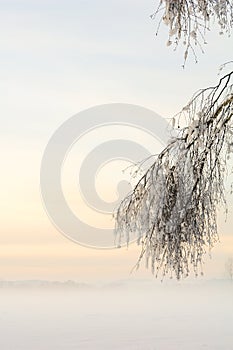 Freshly Fallen Snow on a Tree Bough