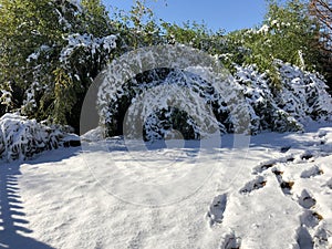 Freshly fallen soft snow in the ground with bamboo leaves falling from the weight of the snow