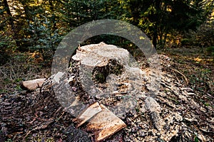 freshly felled tree and stump in the forest