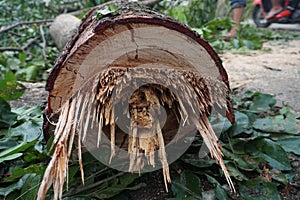 A freshly felled tree trunk