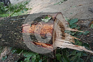 A freshly felled tree trunk