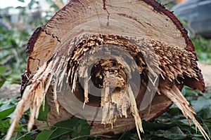 A freshly felled tree trunk