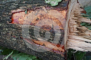 A freshly felled tree trunk