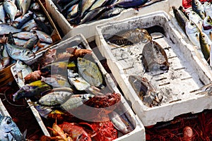 Freshly fished mediteranean fishes photo