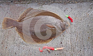 Freshly flat fish - common dab