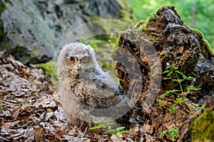 A freshly fledged Eurasian eagle-owl calf exploring its surroundings on the ground in the forest