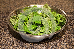 Freshly foraged organic healthy green nettle leaves