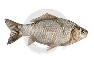 Freshly freshwater fish Crucian carp