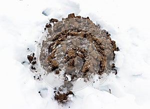 Freshly frozen mole mound in winter