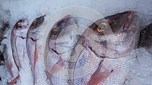 Freshly frozen red seabream at a fish market in Tenerife, Canary Islands, Spain