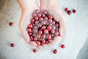 Freshly fruits gooseberries hands man