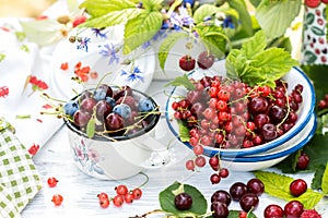Freshly gathered juicy red currants, cherries, raspberries, blueberries in a white metal plate and cup in garden on sunny day clos