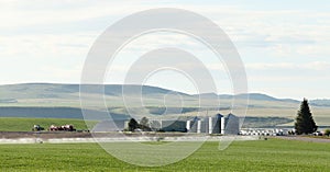 A freshly germinated Idaho wheat field.