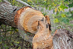 Freshly gnawed tree by beaver in forest