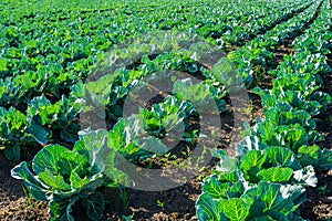 Freshly growing in rows green cabbage field, headed cabbage field