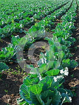 Freshly growing in rows green cabbage field, headed cabbage field