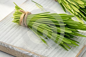 Freshly grown barley grass blades