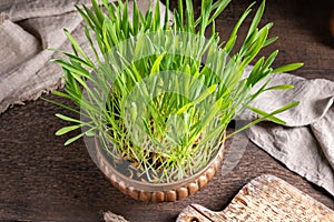 Freshly grown barley grass in a bowl