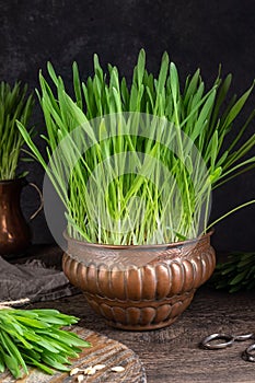 Freshly grown barley grass in a copper bowl