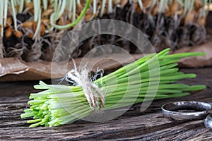 Freshly grown barley grass on a rustic background