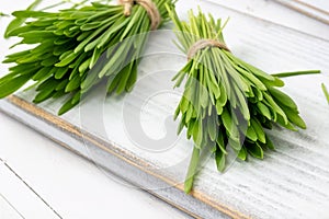 Freshly grown barley grass on a white background