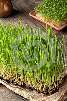 Freshly grown barley grass on a wooden table