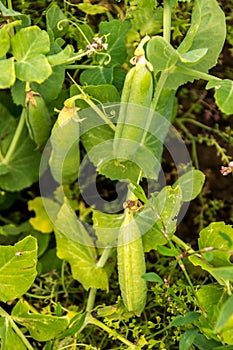 Freshly Grown Broadbeans