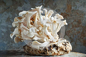 Freshly grown edible oyster mushrooms.