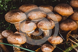 Freshly grown forest honey mushrooms