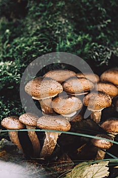 Freshly grown forest honey mushrooms