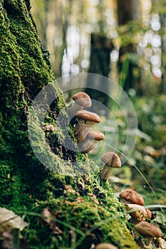 Freshly grown forest honey mushrooms